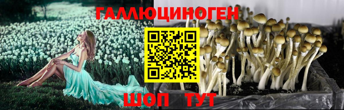 Галлюциногенные грибы GOLDEN TEACHER Санкт-Петербург